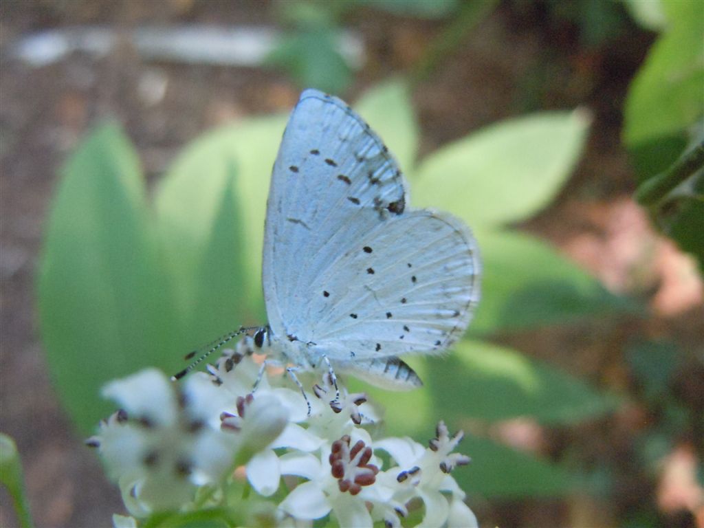 Celastrina argiolus?